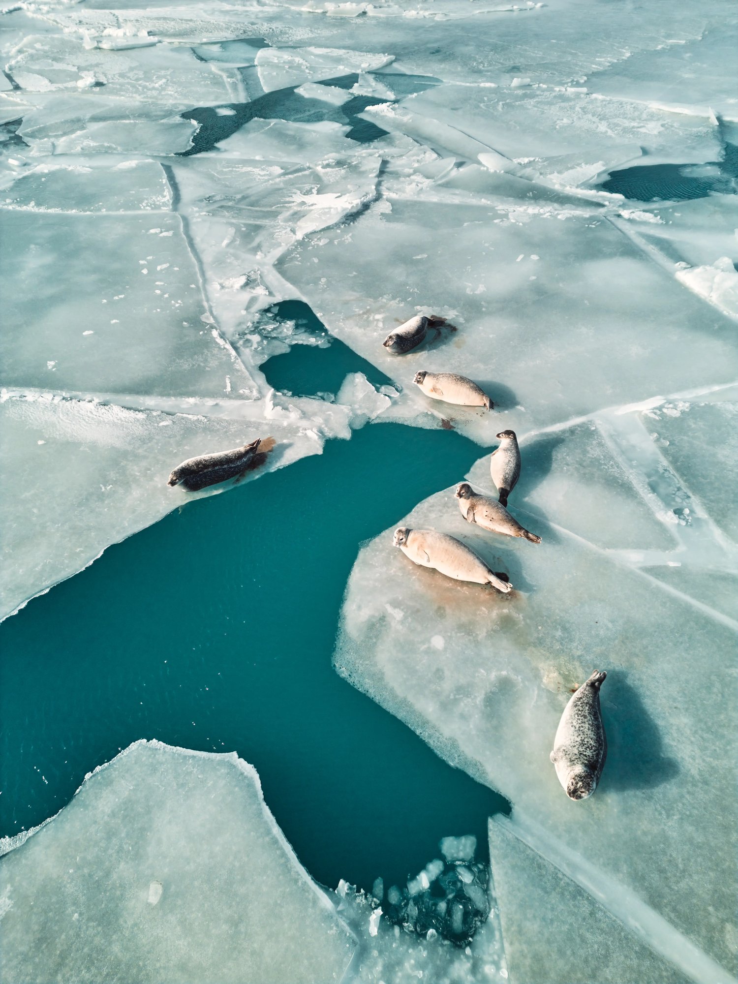 PHOQUE ISLANDE GLACIER - Photographe Yoann Boyer DJI MINI 3 PRO