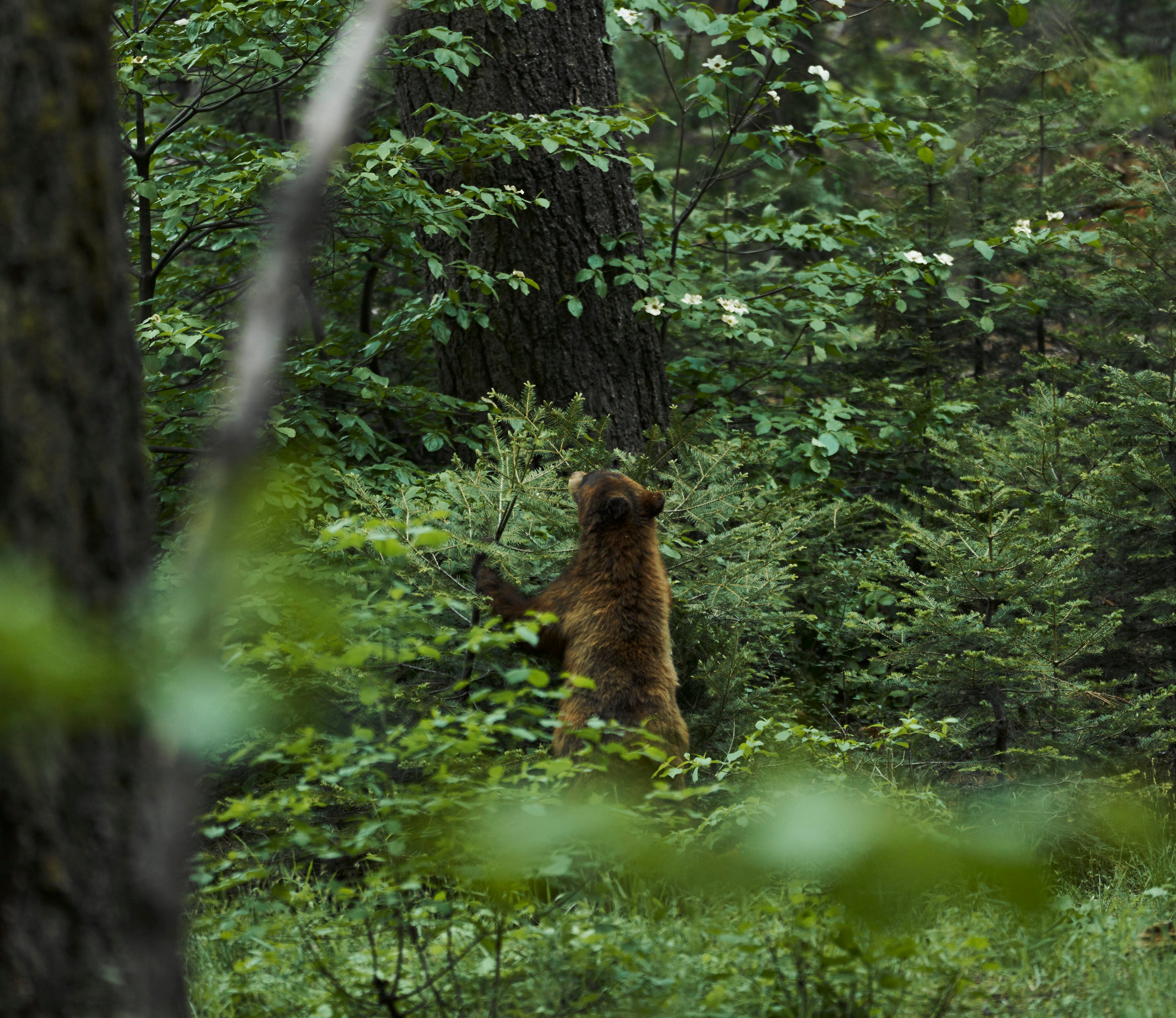 OURS BEAR - YOANN BOYER