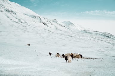 Chevaux Islandais - Yoann Boyer 