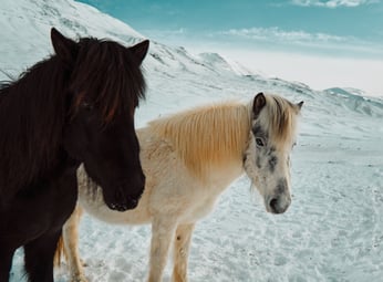 Chevaux Islandais - Yoann Boyer 