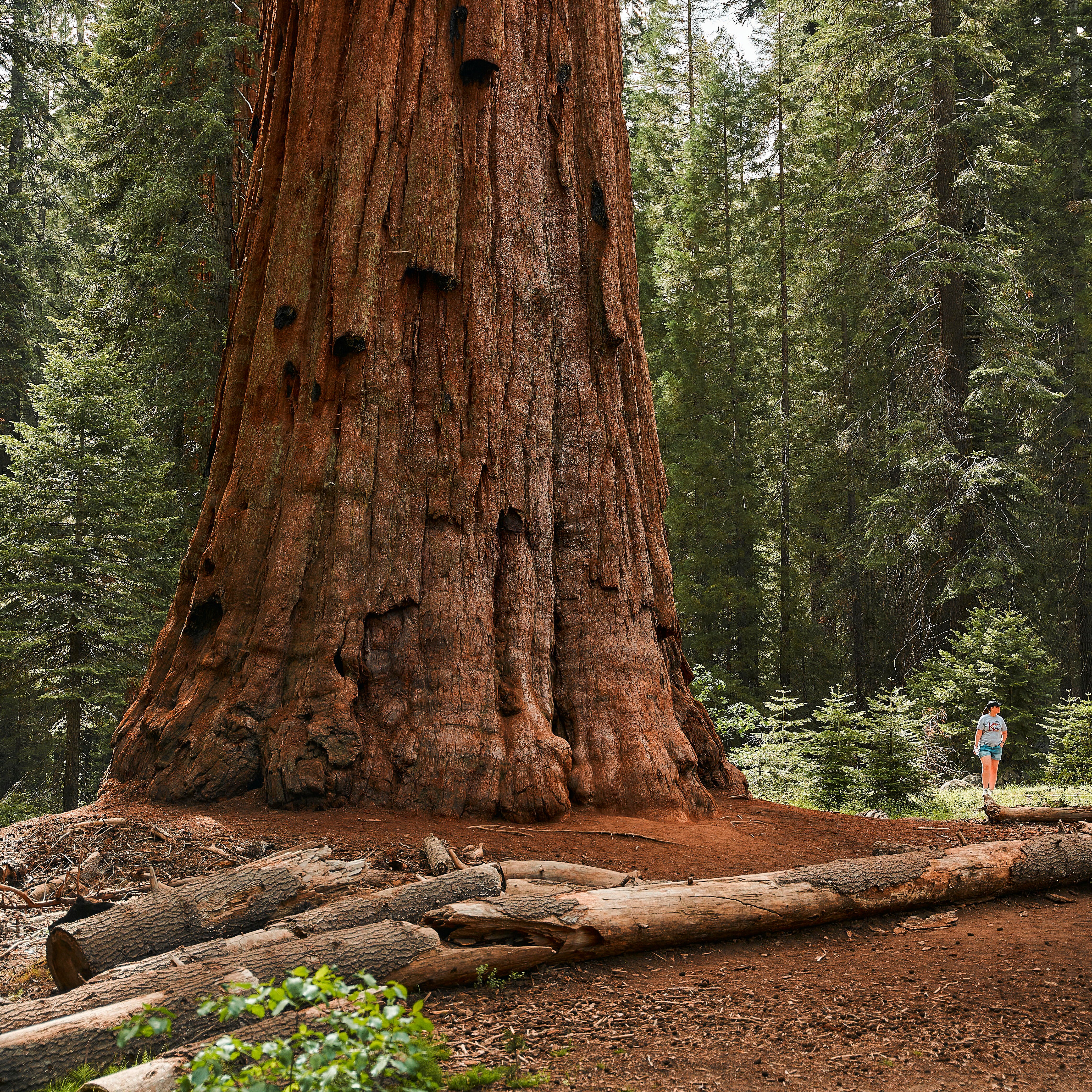 YOANN BOYER - SEQUOIA PARC CALIFORNIE 