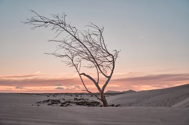 Desert Corralejo Dead Tree - Yoann Boyer